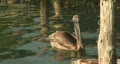 Pelican Near Dock