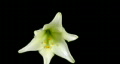 Time-Lapse Of White Easter Lily Open