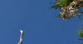 Birds On Dead Tree Stump In Everglades