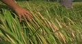 Hand Feeling The Tall Green Grass, Windy Day, Philippines