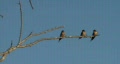 Flycatchers Sit On Branch