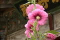 Korea Flower At Shrine