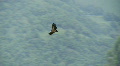 Condor Eagle Flying