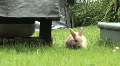 Rabbit Relaxing View 4