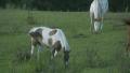 Hd Stock Footage -Horses Eating