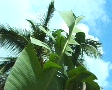 Palm And Banana Tree In The Wind