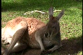 Kangaroo Laying Down Mcu