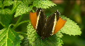 Butterfly On Leaf Close Up