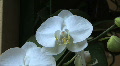 White Orchid Phalaenopsis Hybrid
