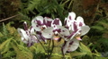 Purple And White Phalaenopsis Orchid