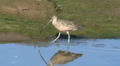 Long Billed Curlew Searching For Food