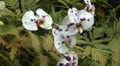 White Phalaenopsis Orchid Purple Spots