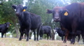 Cow Herd, Low Angle