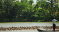 Local Duck Farmer, Moving His Stock In The Kerala Backwaters, Nr Alleppey, India