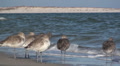 Willets By Surf