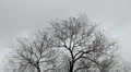 Somber, Eerie View Looking Up A Leafless Tree Blowing Against A Gray Gloomy Sky