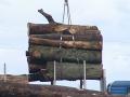 Loading Logs Into Cargo Vehicles. Wood Processing And Industry.