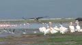 Marabou Stork In Flight