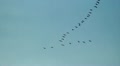 Group Of Migrating Geese 2