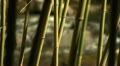 Bamboo Rack Focus To Stream (1080-24fps).Mp4
