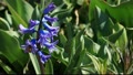 Purple Hyacinth And Bee In The Spring Garden