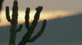 Cactus In The Sunset