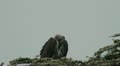 Vulture Perched On Acacia Tree