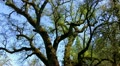 Valley Oak Tree Branches With New Leaves In Spring