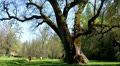 Giant Valley Oak Tree With New Leaves In Spring