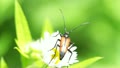 Beetle Stenurella Bifasciata On A Green Leaf