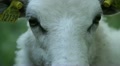 Sheep Close Looks Into Camera