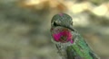 Anna's Hummingbird Beauty