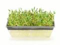 Time-Lapse Of Growing Fenugreek Cress Seeds In Germination Box 1b (Dci-2k)