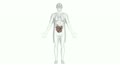 A Body Which Is Transparent Apart From The Small Intestine.