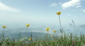 Yellow Crocus Flowers High On Mountain Top