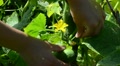 Closeup Woman Hands Gather Pick Fresh Cucumber In Rural Garden