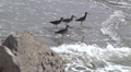 Willets Shorebirds Dig In Sand Along Beach Shoreline 1