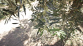 Young Olives Growing In Olive Grove Stock Video