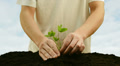 Plant With Soil In Human Hands