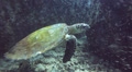 Turtle Feeding On Bubble Coral