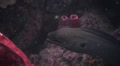Moray Eel And Barrel Sponge