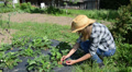 Gardener Girl Woman Gather Pick Ripe Strawberry Berry In Garden