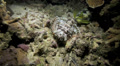 Devil Scorpionfish Resting On Coral Reef Next To Pufferfish At Night