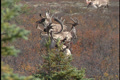 6 Large Antlered Caribou Bulls/Stags