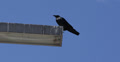 Ultra Hd 4k Uhd Concept Halloween Scary Bird Black Raven Crow Street Light Lamp