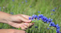 Female Hands Gather Bluebottle Flowers And Make Crown Wreath