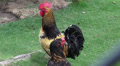 Roosters, Poultry, Chickens, Game Birds, Animals