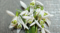 Bouquet Of Snowdrops On Wooden Background