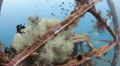 Tropical Fish Swim Around The Structure Of An Underwater Shipwreck