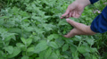 Gardener Girl Hand Pick Mint Herb Plant Leaves In Rural Garden